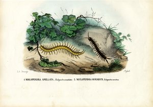 Ciempiés, 1863-79